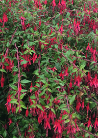 Fuchsia magellanica 'Riccartonii'